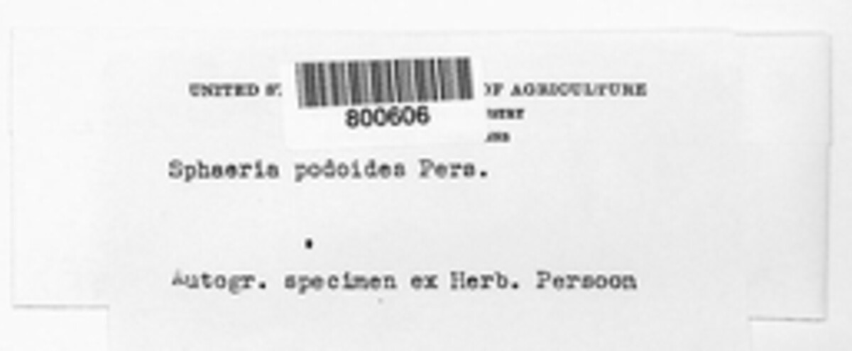 Melogramma spiniferum image
